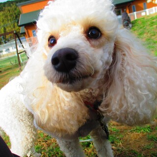愛嬌満点★トイプードル女の子です！