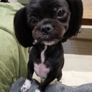 甘えん坊★チワワ×マルシーズー(女の子)