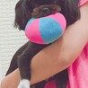 甘えん坊★チワワ×マルシーズー(女の子) サムネイル2