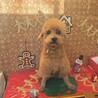 食いしん坊な虎丸くん サムネイル2