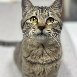 人なつこく落ち着いた性格の子猫・マスミ