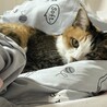 の写真