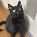 人なつこく甘えん坊な黒猫の子猫・ミナリ