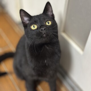 人なつこく甘えん坊な黒猫の子猫・ミナリ
