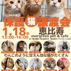 保護猫譲渡会＠恵比寿