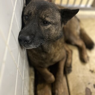 殺処分対象❗️収容期限1/15迄❗️延長なし