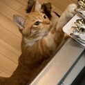犬のような性格の茶白の男の子
