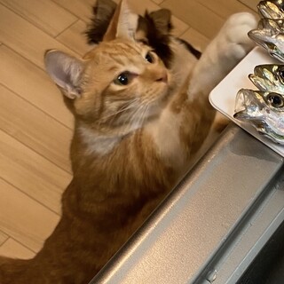 犬のような性格の茶白の男の子