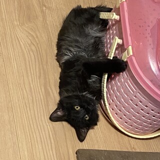 黒中毛★やんちゃな男の子/諭吉