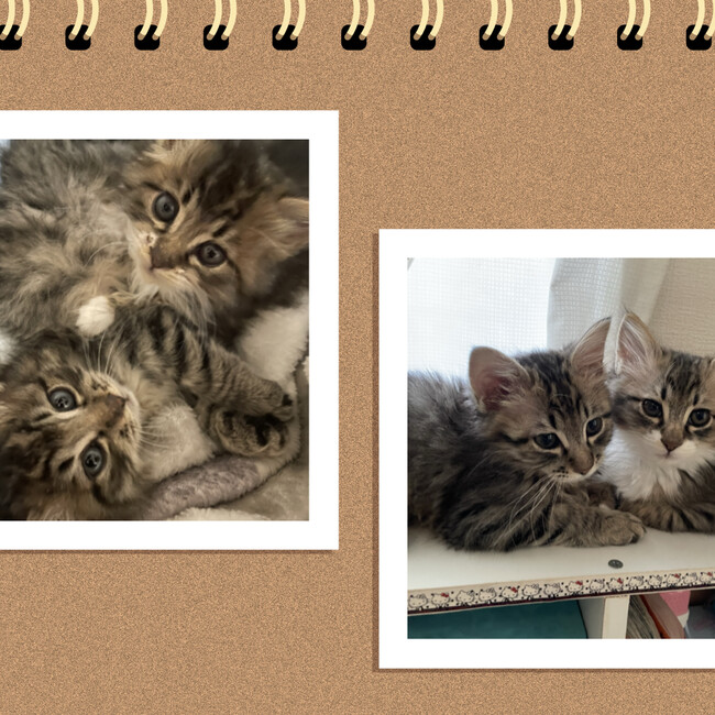 みーままfamilyのカバー写真