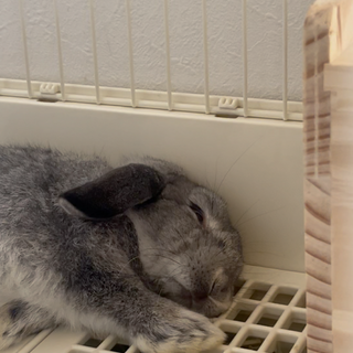 おりこうさんで美人さんなロップちゃん