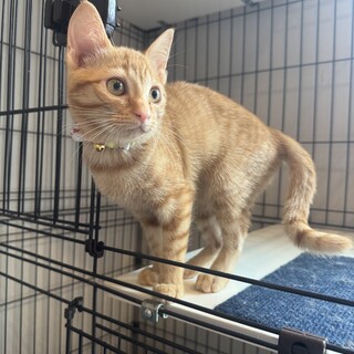 茶トラ女の子生後3ヶ月