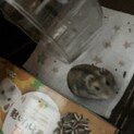 【緊急】ジャンガリアンハムスター里親探しています