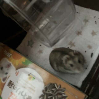 【緊急】ジャンガリアンハムスター里親探しています