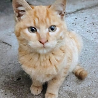 人懐こいやんちゃな茶トラ君