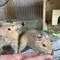 デグー男の子生後三ヶ月2匹