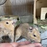 デグー男の子生後三ヶ月2匹 サムネイル1