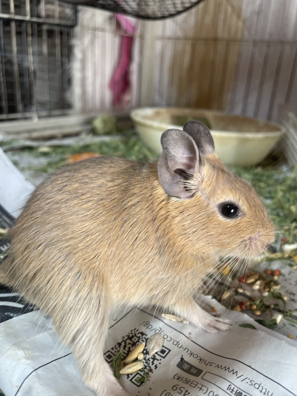 デグー男の子生後三ヶ月2匹 サムネイル2