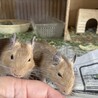 デグー男の子生後三ヶ月2匹 サムネイル3