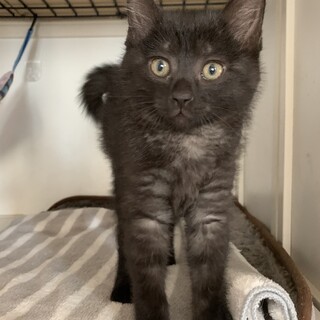 お膝大好き!こぐまのような男の子♡