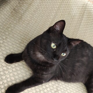 ブラックスモーク？脱力系男子