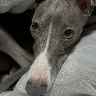 大切に大切に育てて頂ける方（イタグレ）