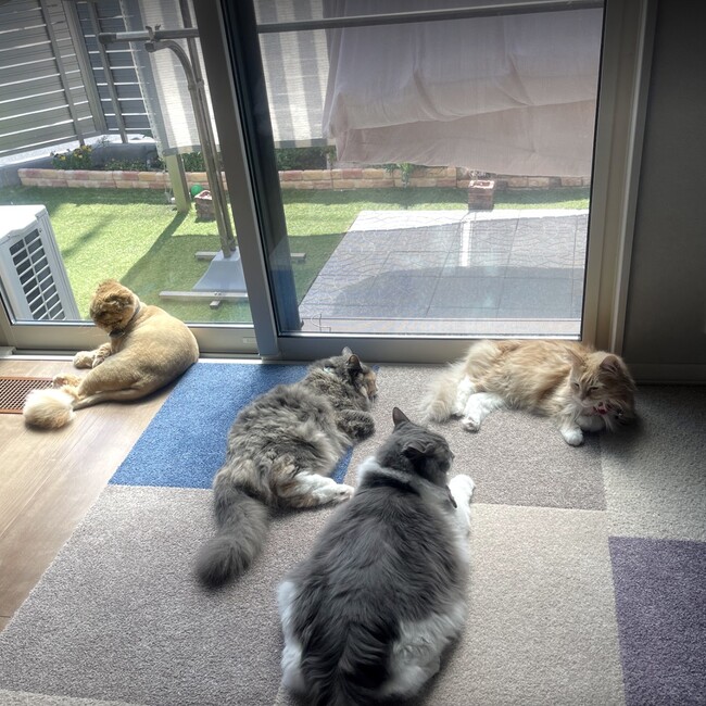 えまこの母さんのカバー写真