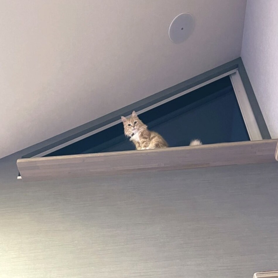 ももちゃんのカバー写真