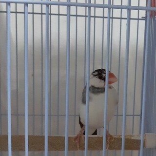 桜文鳥雄六歳。白文鳥雌二歳。