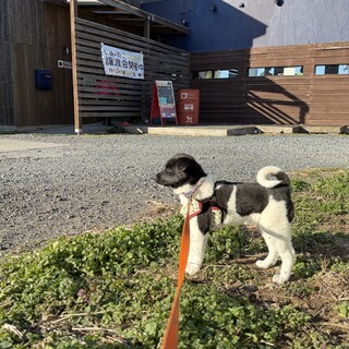 穏やか女子 ★　いよちゃん