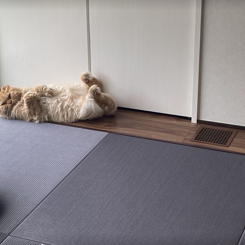 こごろうのカバー写真