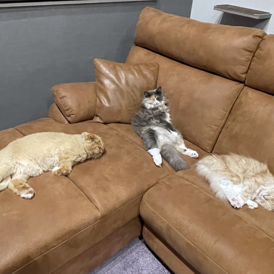 キャプ美のカバー写真