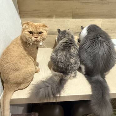 ご飯間待ち。