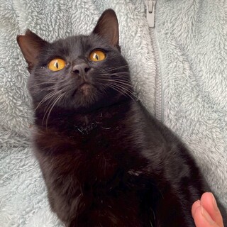 生後8ヶ月☆オレンジ色の目の男の子♪