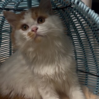 子猫ミヌエット君の里親さん募集