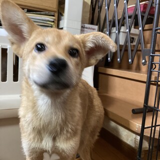 保健所からレスキュー！マイペースなラニちゃん