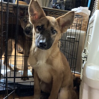 保健所からレスキュー！優しいマナちゃん