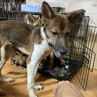 保健所からレスキュー！元気なホク君