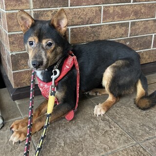 保健所からレスキュー！ミニピン柄のレレ君