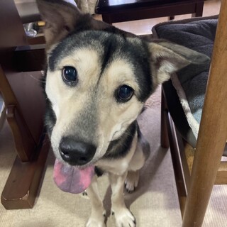 再度里親募集！人慣れしているマブ君