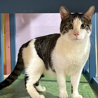 甘えん坊の男の子　ドナ