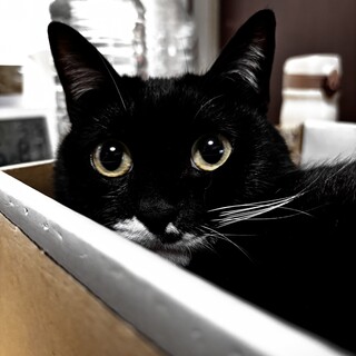 バァバの猫　ななちゃん