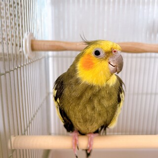 オカメインコ 老鳥 オス