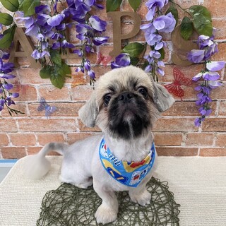 甘えん坊のペキニーズ2歳です！