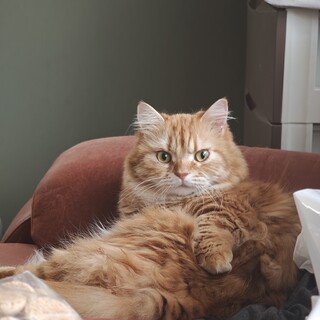 甘えん坊でワンコみたいな短足猫です！