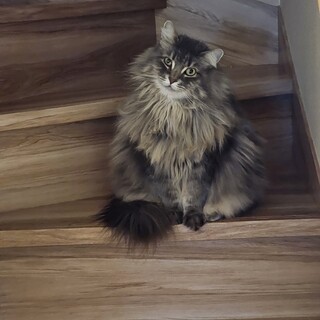 しずかな甘えん坊のサイベリアン5歳