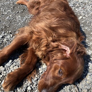 大型犬飼育経験者のみ応募可