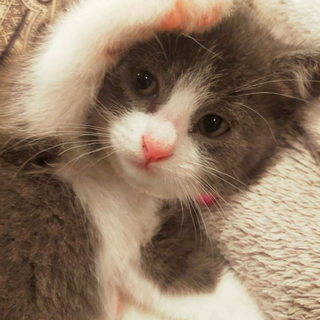 ベルちゃん※多数のお申込みがあり現在募集停止中