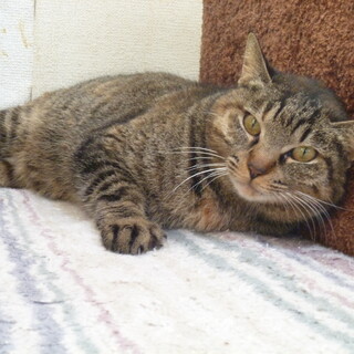 飼い猫に最適な超甘えん坊の麦わら！