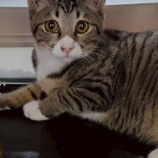 抱っこが大好きなキジ白の女の子